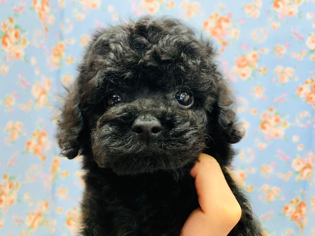 可愛い系男子♪トイプードルくん☆