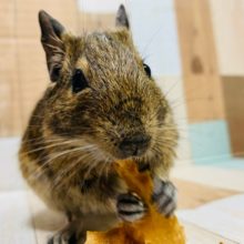 仲良しちゃんズ☆デグーちゃん♪