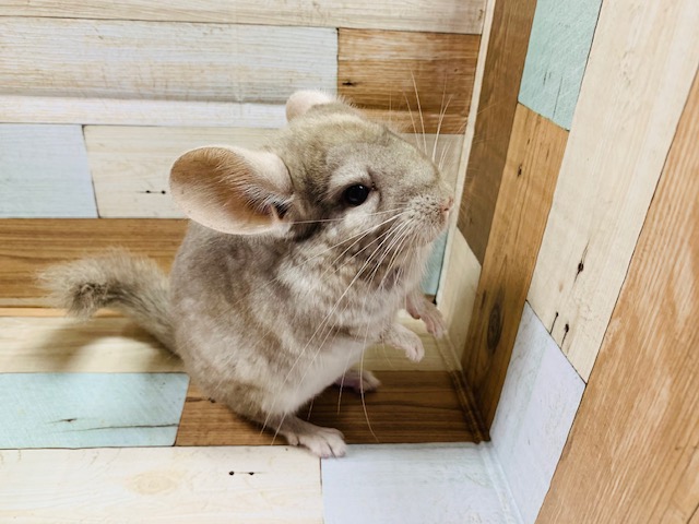 カキカキできます♪チンチラちゃん♡