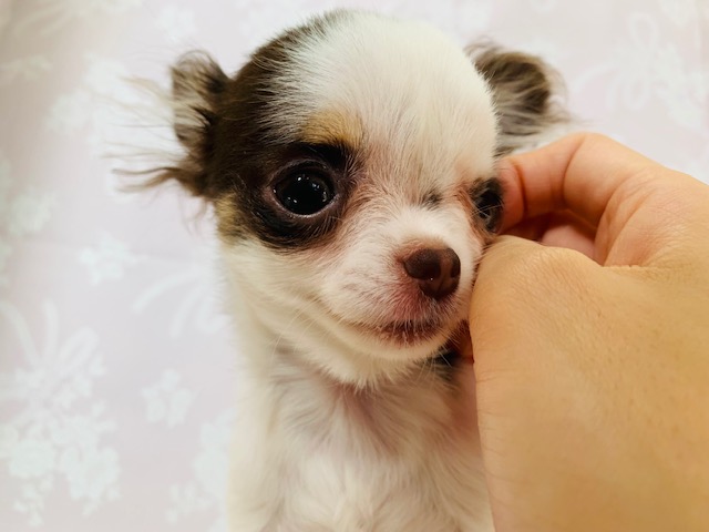 小柄で品のあるかわいいチワワちゃんです💛♀