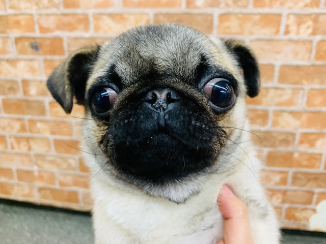 ふれあえます♪おめめがおっきいパグくん☆
