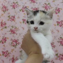 みけみけみっけ☆スコティッシュフォールド・女の子！