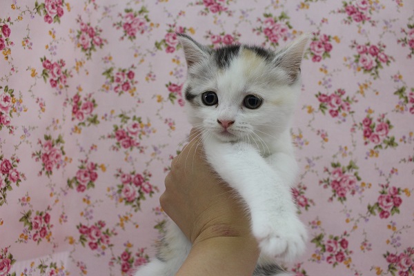 みけみけみっけ☆スコティッシュフォールド・女の子！