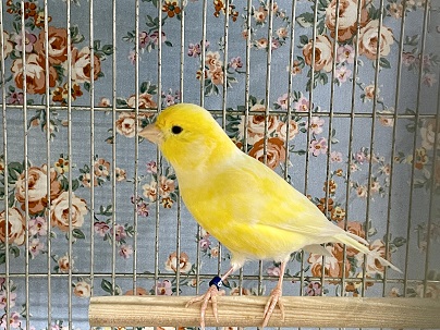 お待たせしました！ 2021生まれのレモンカナリア 2021.10/1撮影