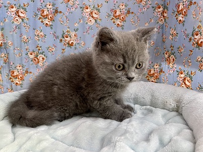 真顔ですが甘えん坊なのです。 ブリティッシュショートヘアの男のコ 2021.10/3撮影