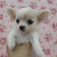 ダンボちゃん？！ロングコートチワワ・女の子！