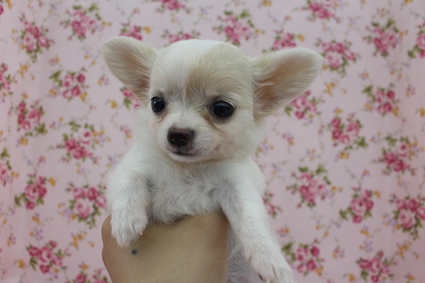 ダンボちゃん？！ロングコートチワワ・女の子！