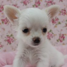 困り顔にキュン☆ロングコートチワワ・女の子！