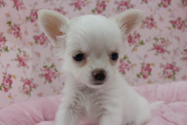 困り顔にキュン☆ロングコートチワワ・女の子！