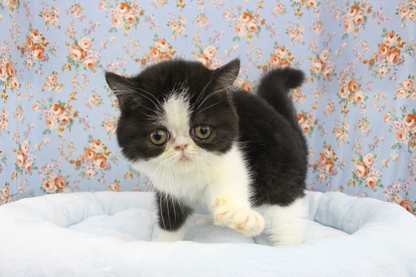 おにぎりちゃん☆エキゾチックショートヘアー・男の子！