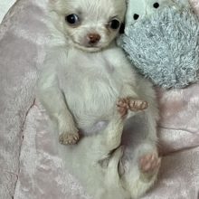 可愛さMAX！！ ロングコートチワワの女のコ 2021.9/30撮影