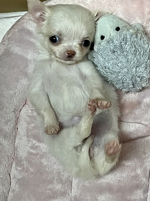 可愛さMAX！！ ロングコートチワワの女のコ 2021.9/30撮影