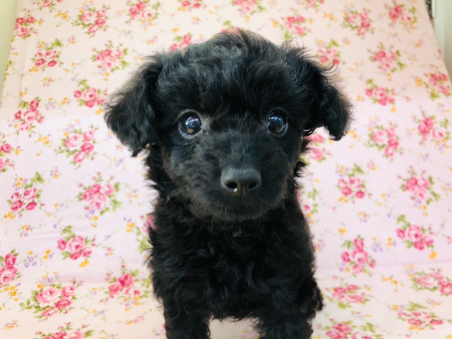 大人気！マルプーちゃんいるよ！