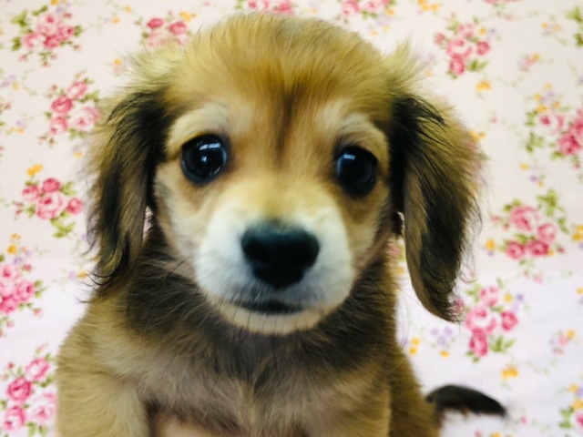 きゅるきゅるな瞳の持ち主!チワックスきたよ! きゅるきゅるな瞳の持ち主!チワックスきたよ!