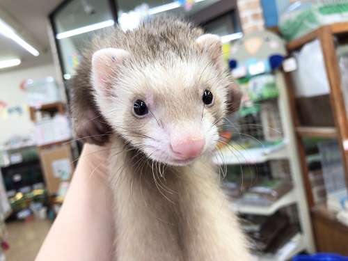 ちびっ子来ました！マーシャルフェレット（バタースコッチ）　男の子