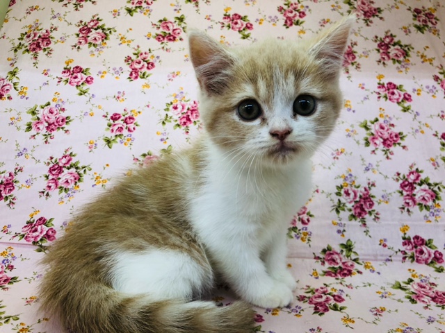 かまってほしいな…スコティッシュちゃんきたよ！