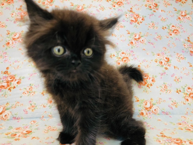 まっくろくろすけみたい！ミヌエットくん☆