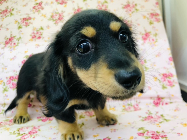 マロ眉～！ダックスちゃんきたよ！