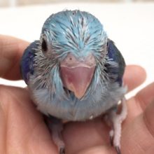 ヒナが来ました！マメルリハ（ブルー）