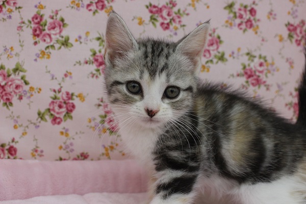 三毛がステキ☆マンチカン・女の子！