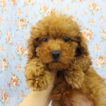 モフモフシュークリーム☆トイプードル・男の子！