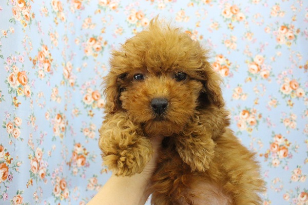 モフモフシュークリーム☆トイプードル・男の子！