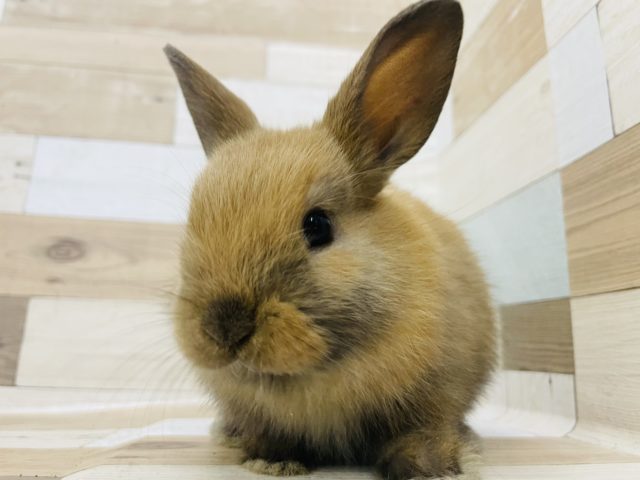 可愛さはなまる！ネザーランドドワーフ(トートイズシェル)