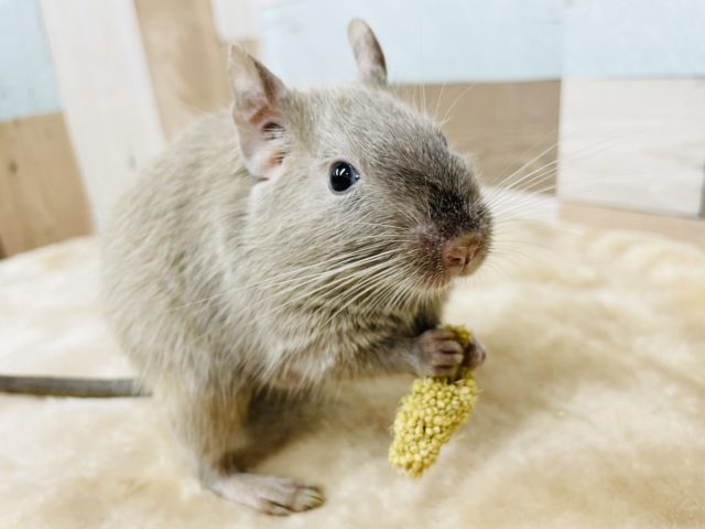 可愛い子ちゃん♡チョコレートデグーちゃん！