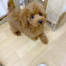 超ホヤホヤ最新画像♪よじ登ってくる甘えんボーイ♥️