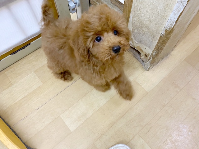 超ホヤホヤ最新画像♪よじ登ってくる甘えんボーイ♥️