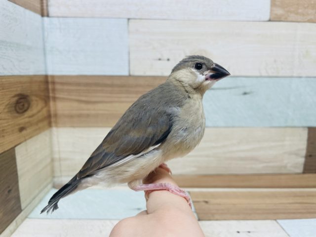 羽根が綺麗に生え揃いました〜☆桜文鳥