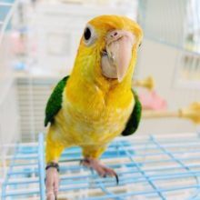 かきかき大好き！！シロハラインコ(羽切りしています)