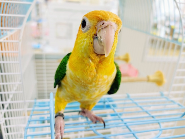 かきかき大好き！！シロハラインコ(羽切りしています)