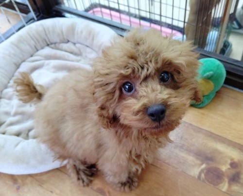 パピーランデビュー！おめめきゅるる～ん♡トイプードル(レッド) 男の子♪