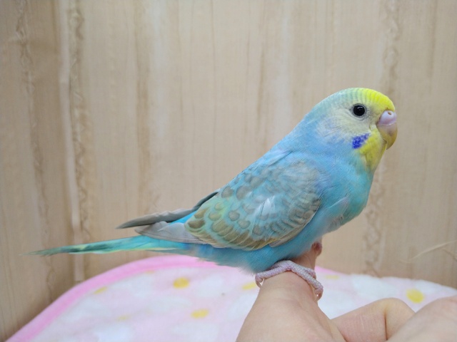 ナデナデ動画あり！大人気カラーのレインボーセキセイさん！ベタなれですよ〜