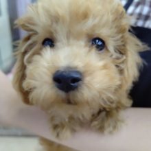 やんちゃスイッチオン！トイプードル(レッド) 男の子♪