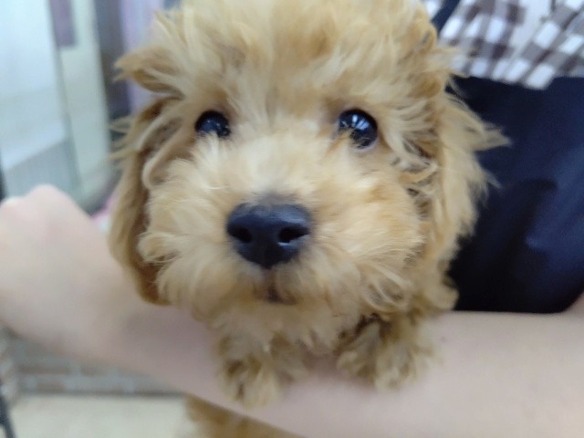 やんちゃスイッチオン！トイプードル(レッド) 男の子♪