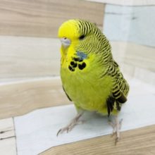 肩に乗ってくれますっ♪ジャンボセキセイさん♥️