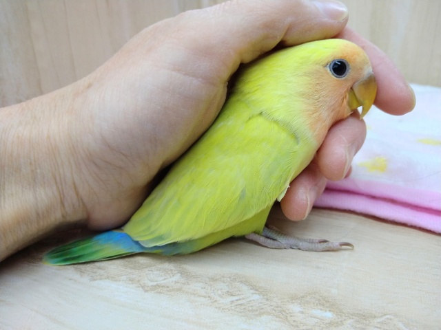 最新画像あり！優しい黄色カラーの小桜インコゴールデンチェリーいますよ〜