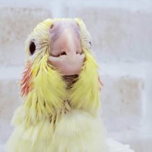 オカメ人気ランキング第1位！？ルチノー