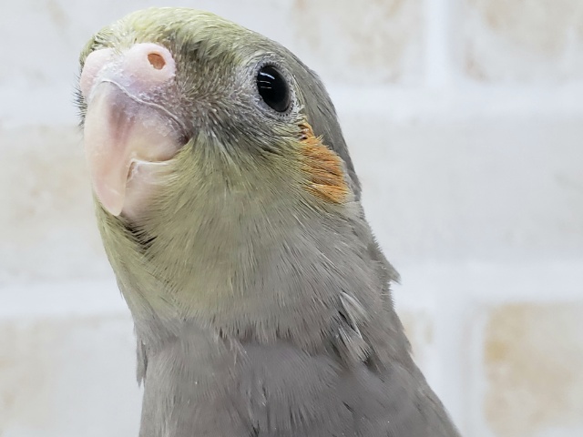 オカメ人気ランキング第２位！？ノーマル