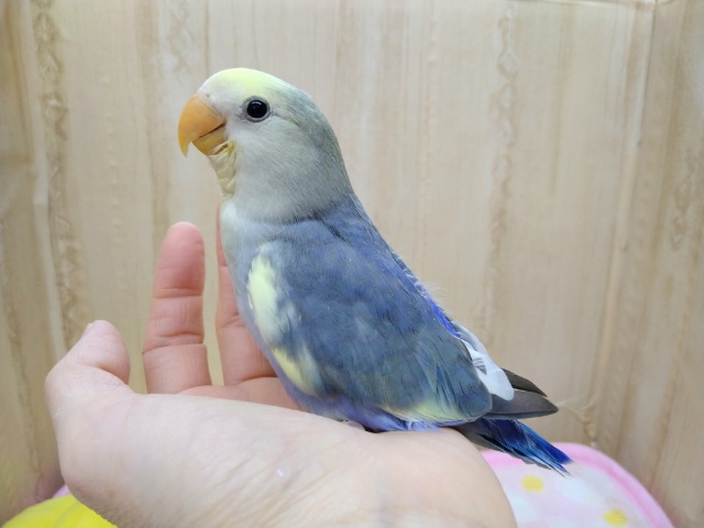 最新画像あり！キレイなパイドです！小桜インコヒナ来ました〜