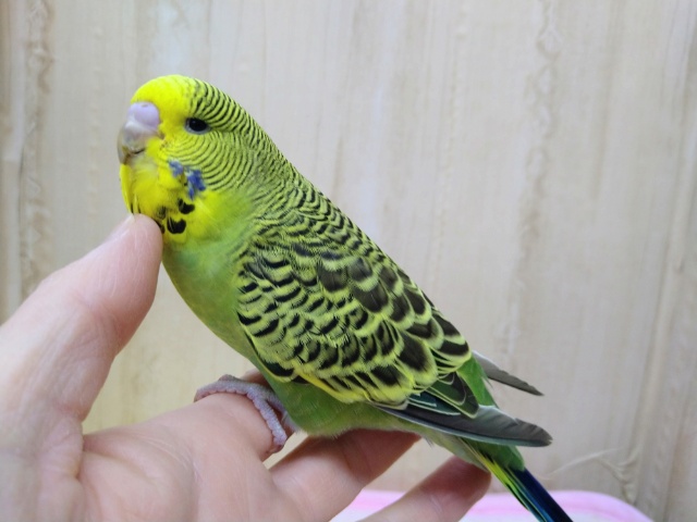 お久しぶりです！ジャンボセキセイさん来ました〜