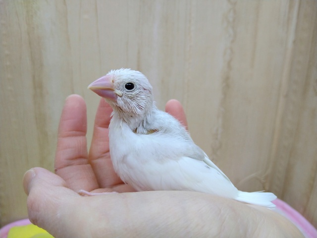 元気一杯！白文鳥さんいますよ〜