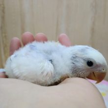 極美！激レアカラーの小桜さん来ましたよ!!