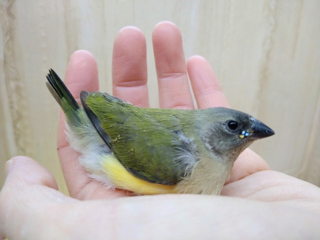 激レアで激カワな天使！コキン鳥ヒナいますよ〜