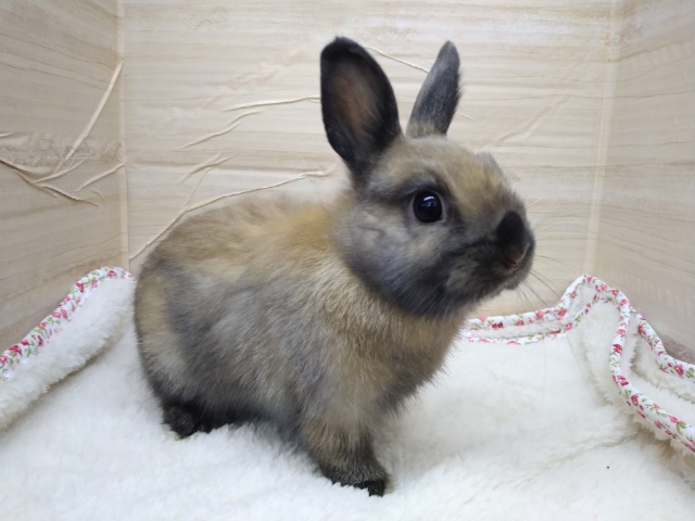 最新画像・動画あり！ちょっとコゲてるけど超可愛いドワーフさん来ましたよ〜