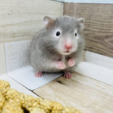 おっと〜〜りボーイ♥セーブルハムスターくん！