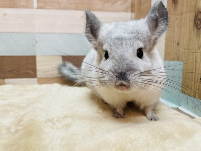 最新画像有り☆モチモチになる予感！？チンチラパイドカラーの男の子！