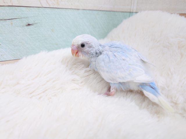 すっごく　美です☆　セキセイインコ　ホワイトウィングになります～～～